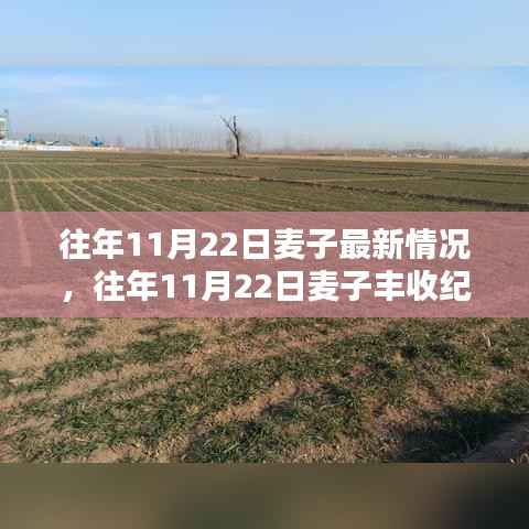 往年11月22日麦子丰收纪实,最新动态与收获喜悦的喜悦分享