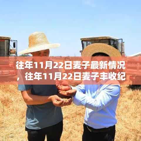 往年11月22日麦子丰收纪实,最新动态与收获喜悦的喜悦分享
