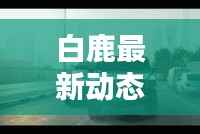 白鹿最新动态消息曝光,不容错过!