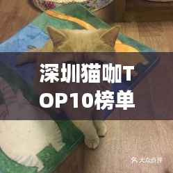 深圳猫咖TOP10榜单揭晓,猫咪爱好者的梦幻天堂!