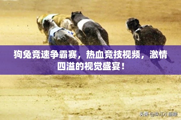 狗兔竞速争霸赛,热血竞技视频,激情四溢的视觉盛宴!