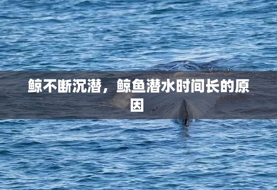 鲸不断沉潜,鲸鱼潜水时间长的原因