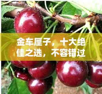金车厘子，十大绝佳之选，不容错过！